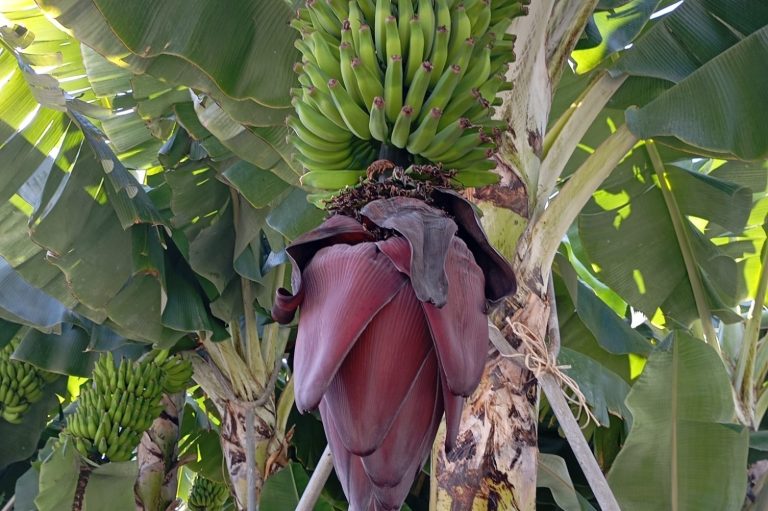 Banane